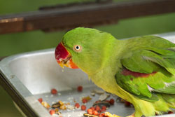 Comiendo su comida favorita