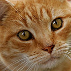 Gatos