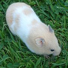 Hamsters