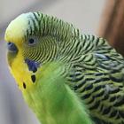 Otras aves