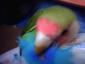 Imagen de zazu