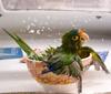 El baño en los loros