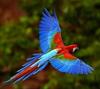 Guacamayo volando