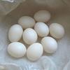 Huevos de agapornis