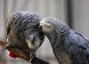 Pareja de yacos