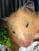 Hamster enfermo