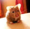 Hamster simpático