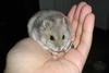 Hamster en mi mano