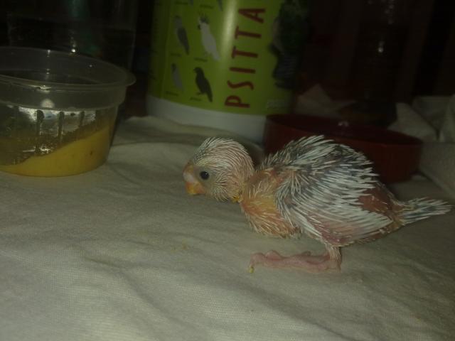 es un chulooo