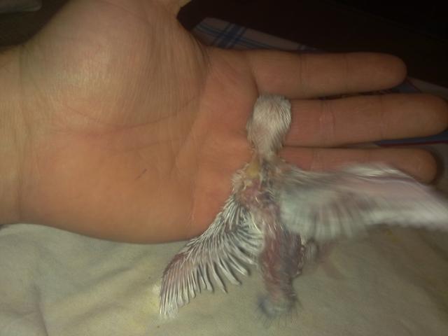 piconnn