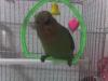 Mi agapornis Piki en su columpio