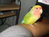 mi nuevo agapornis