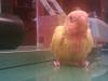 my willi con 34 dias