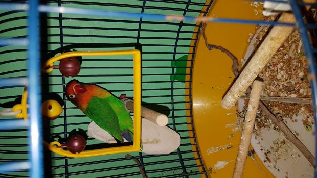 Nuevo en casa mi pequeñin Nuevo en casa mi pequeñin