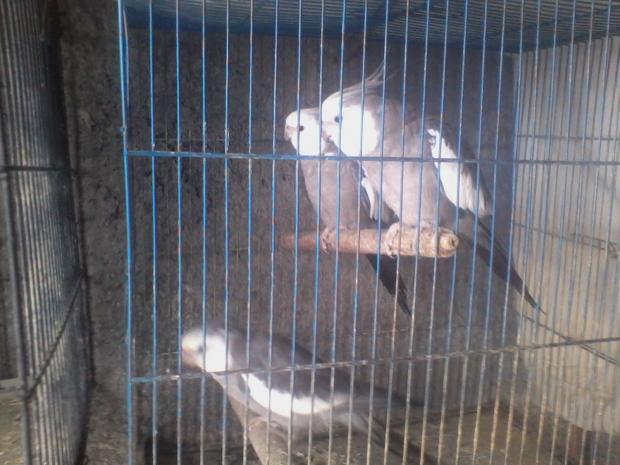 mis caras blancas