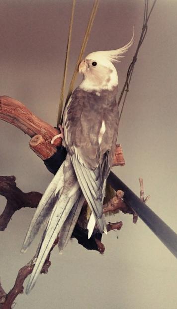 Queria saber si por el plumaje del gris se puede saber si es macho o hembra Queria saber si por el plumaje del gris se puede saber si es macho o hembra