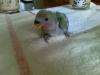 SPARROW (21 DIAS)