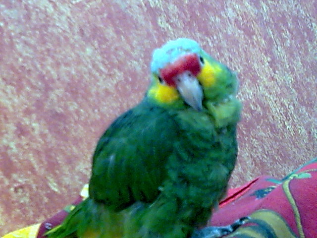 principe verde