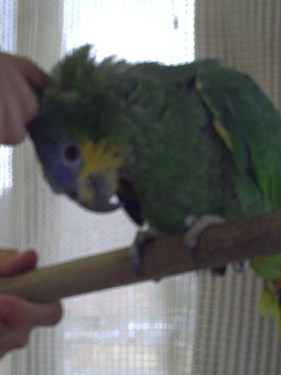 Mi loro amazonas (pocholo)