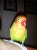 este es el agaporni chillon