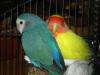 Pareja de agapornis