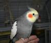 mi pollo