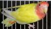 rocky el campeón