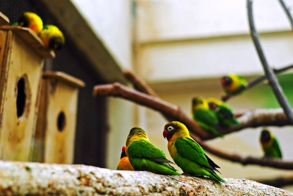 Agapornis en pajarera