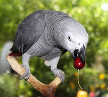 Yaco comiendo fruta