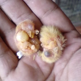 Bebes de agaporni con el buche lleno