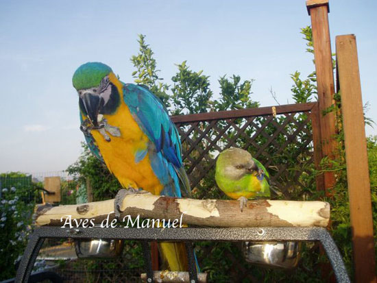 Loros tutores