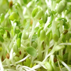 Germinados