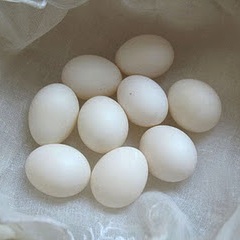 Huevos de agaporni