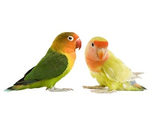Agapornis Fischer y Roseicollis Agapornis Fischer y Roseicollis