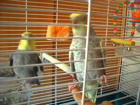 See video