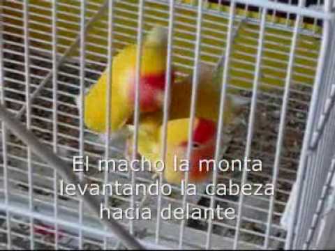 See video