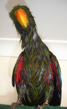 Eclectus mojado