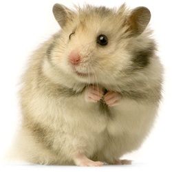 Hamsters
