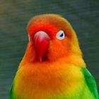 Agapornis