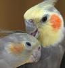 Coccidiosis en los loros