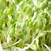 Germinados