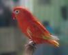 Red suffusion