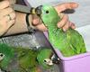 Amazonas tomando papilla