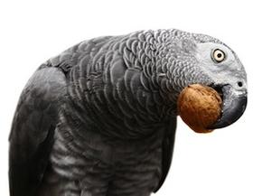 Yaco comiendo nuez