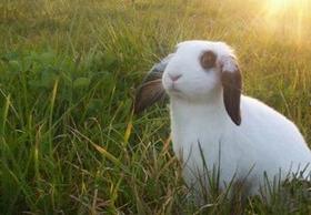 Conejo en el campo