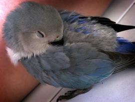 Agaporni dormido