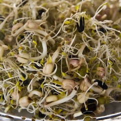 Germinado