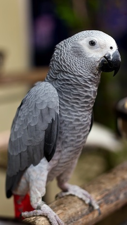 Loro gris de cola roja