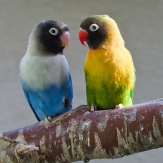 Agapornis macho y hembra