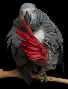 Yaco adulto Yaco adulto